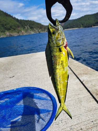 シイラの釣果