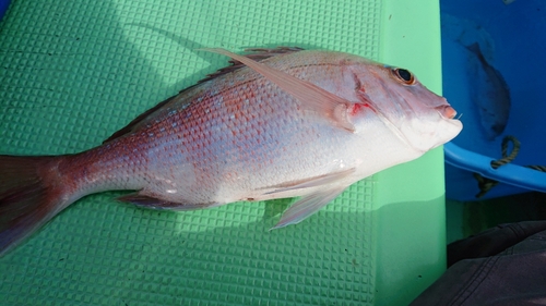 マダイの釣果