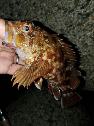 ガシラの釣果