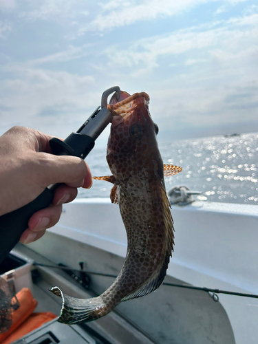 オオモンハタの釣果