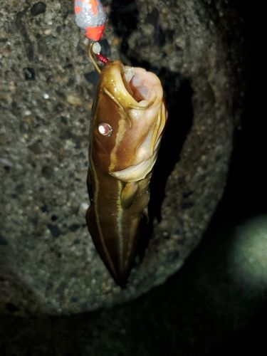 ゴンズイの釣果