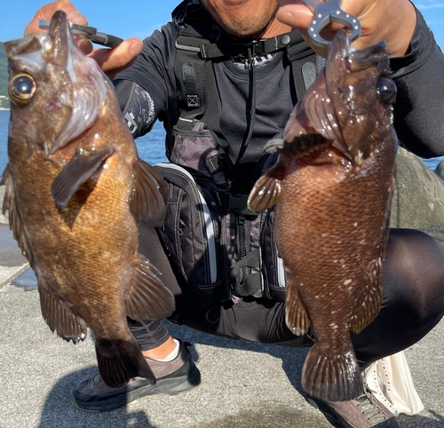 クロメバルの釣果