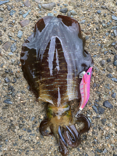 アオリイカの釣果