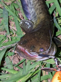 ナマズの釣果