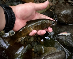 ヤマトイワナの釣果