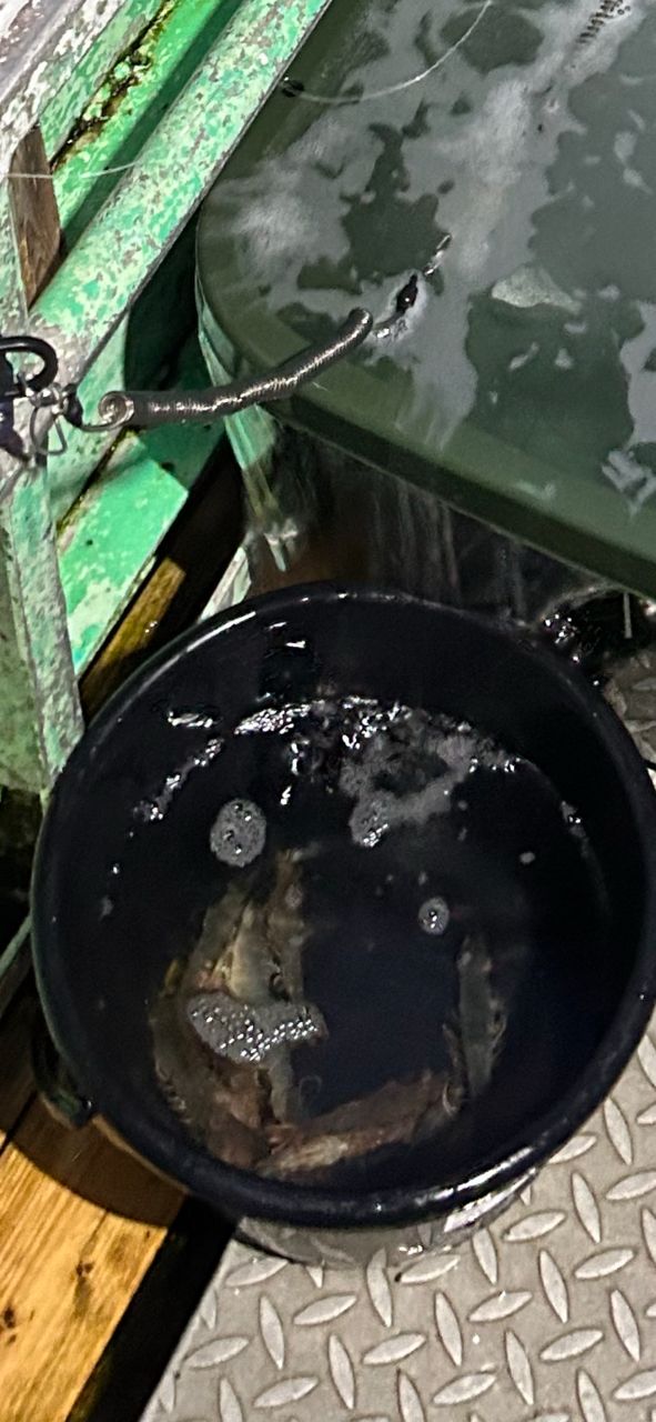 メグラーさんの釣果 2枚目の画像