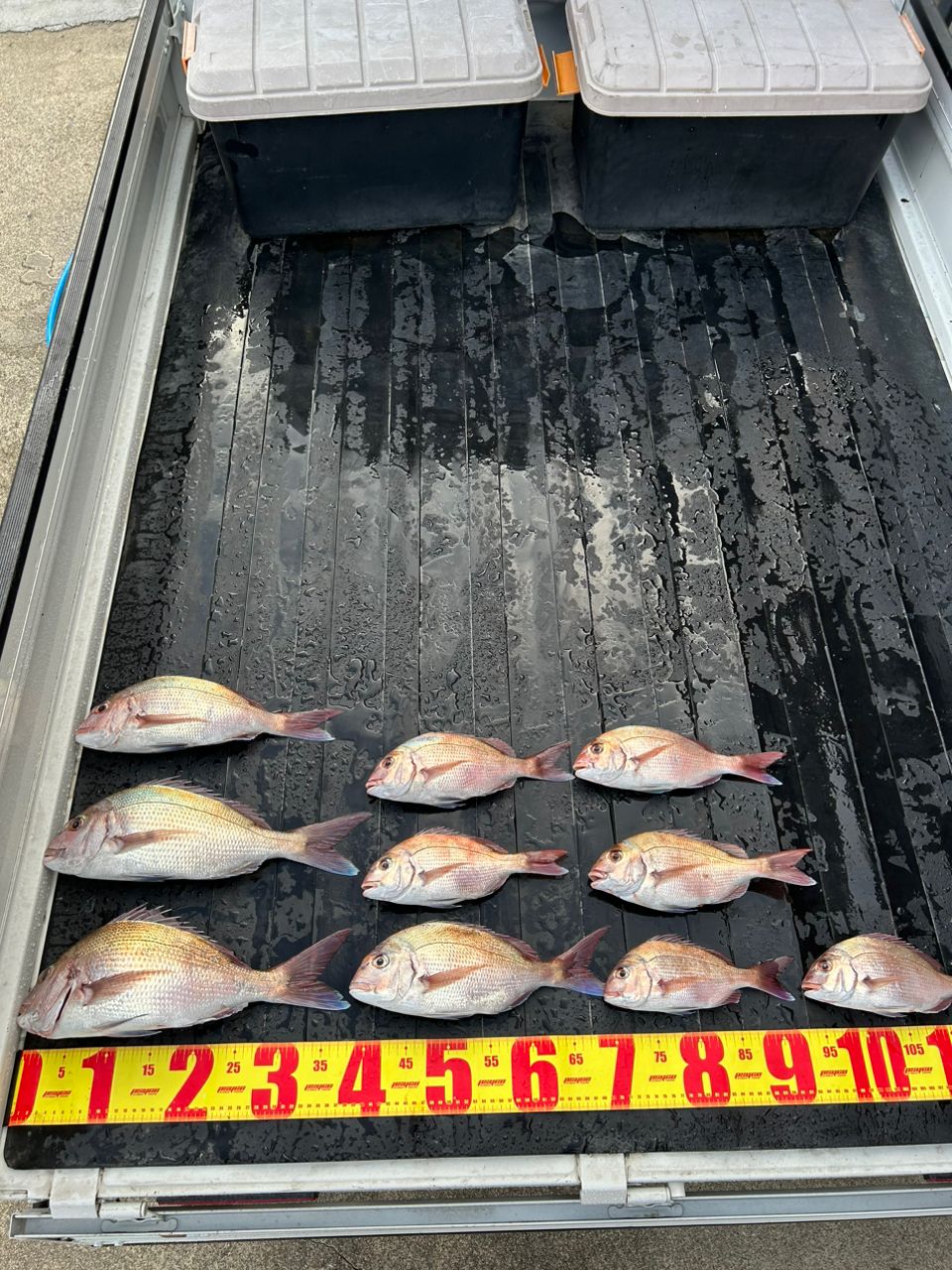 メグラーさんの釣果 3枚目の画像