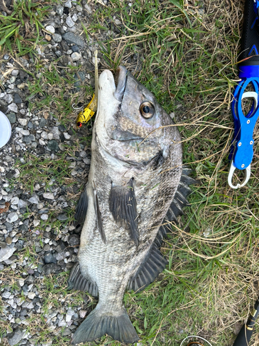 クロダイの釣果