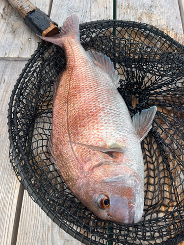 タイの釣果