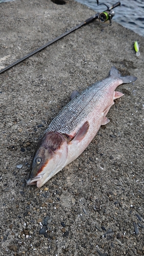 マルタウグイの釣果