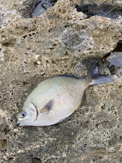 イスズミの釣果