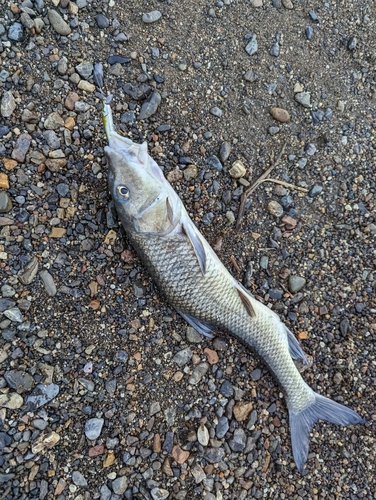 ニゴイの釣果