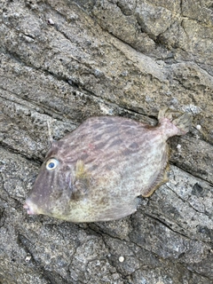 カワハギの釣果