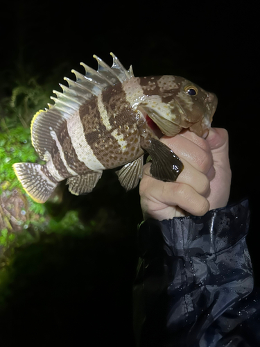 アオハタの釣果