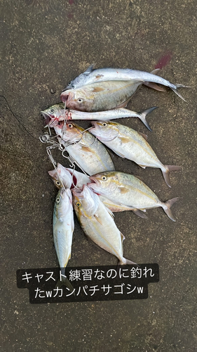 カンパチの釣果