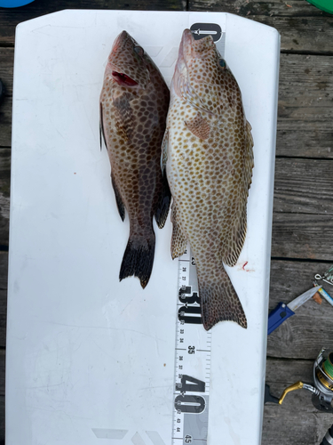 オオモンハタの釣果