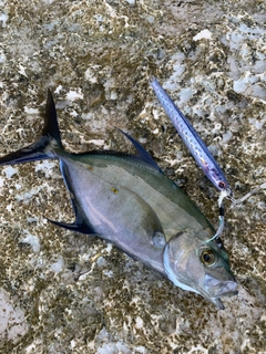 ナンヨウカイワリの釣果