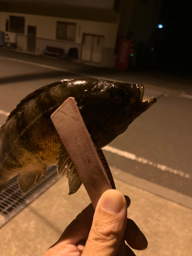 アカメバルの釣果