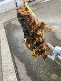 タケノコメバルの釣果