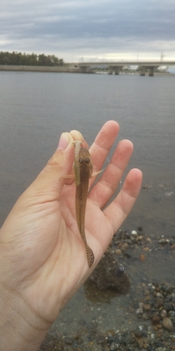 ハゼの釣果