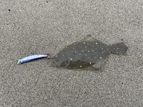 ソゲの釣果