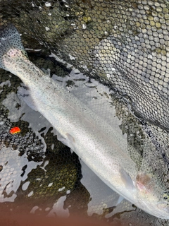 ニジマスの釣果