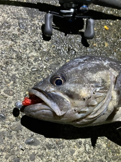 クロソイの釣果