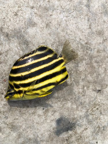 カゴカキダイの釣果