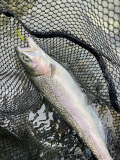 ニジマスの釣果