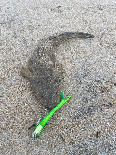 マゴチの釣果