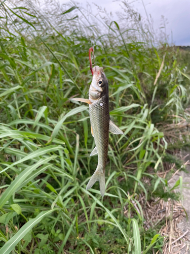 ニゴイの釣果