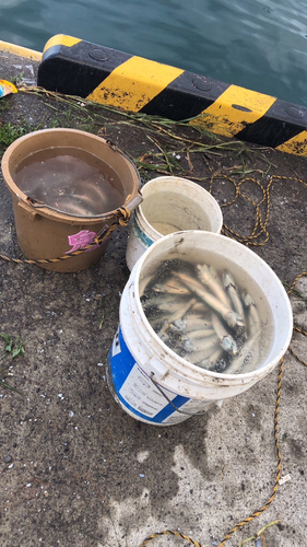 イワシの釣果