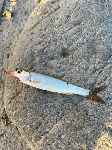 ニゴイの釣果