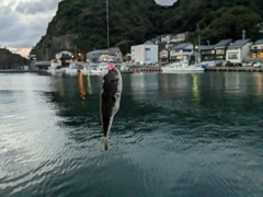 クサフグの釣果