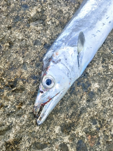 タチウオの釣果