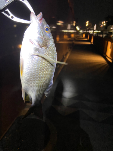 キビレの釣果