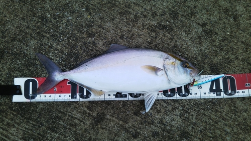 ショゴの釣果