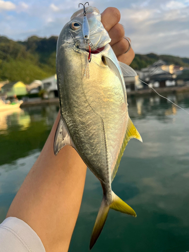 メッキの釣果