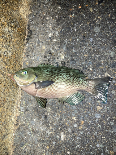 メジナの釣果