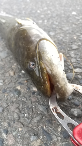 ニホンナマズの釣果