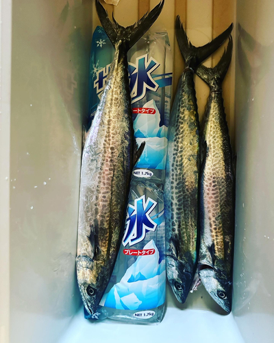 サゴシの釣果