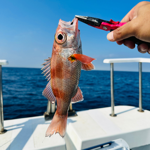 アカムツの釣果