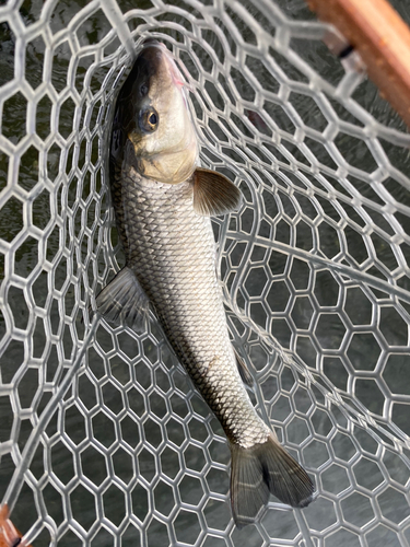 ニゴイの釣果