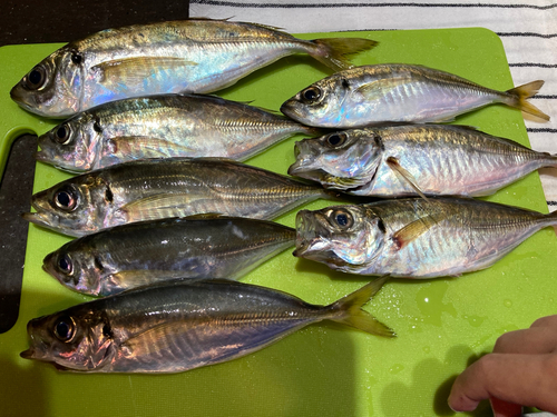 アジの釣果