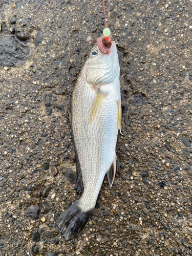 イシモチの釣果