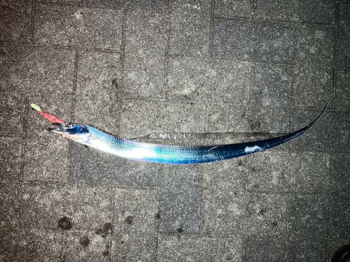 タチウオの釣果