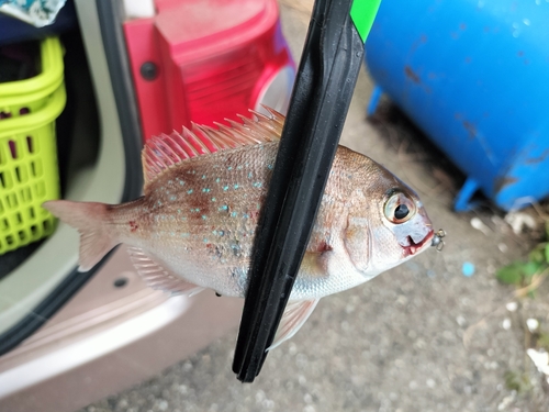 タイの釣果