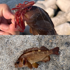 エゾメバルの釣果