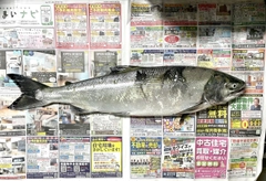 アキアジの釣果