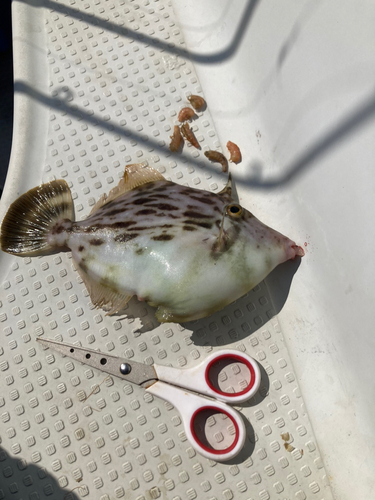 カワハギの釣果